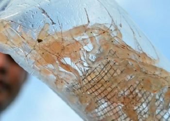 Benih lobster. Foto: KKP