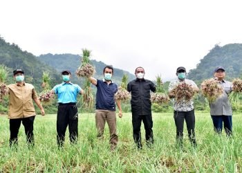 Produksi bawang merah Deli serdang  makin meningkat.