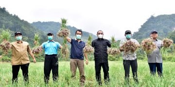 Produksi bawang merah Deli serdang  makin meningkat.