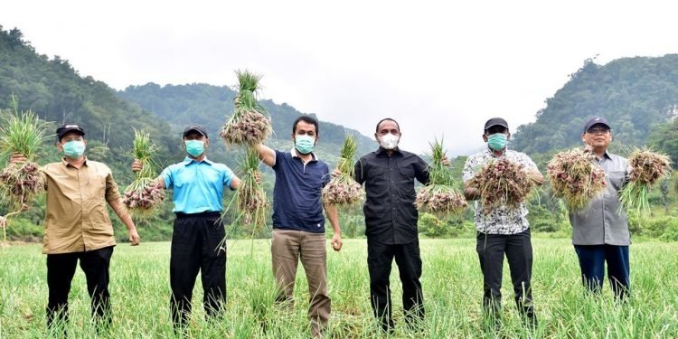 Produksi bawang merah Deli serdang  makin meningkat.