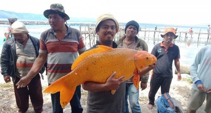 IKAN MAS Raksasa Danau Toba Ditangkap Lagi, Netizen Minta Dilepaskan Lagi karena Alasan Ini