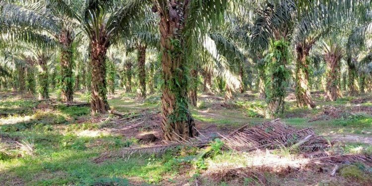 PENA RI Apresiasi Kinerja Kebun PTPN IV Pulu Raja, Produksi Plus Diatas RKAP