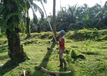 PTPN 4 Paksa Karyawan Pemanen Buah Kerja Saat Libur Nasional
