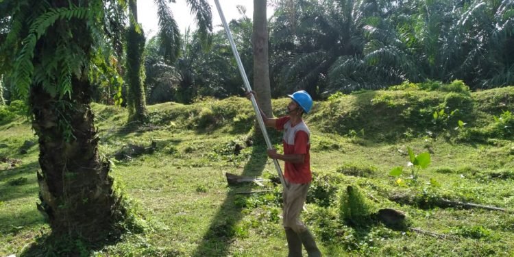 PTPN 4 Paksa Karyawan Pemanen Buah Kerja Saat Libur Nasional