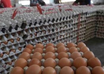 Harga telur ayam semakin mahal, ini penyebabnya