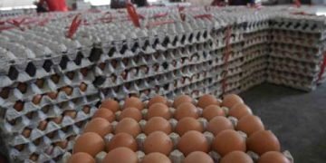 Harga telur ayam semakin mahal, ini penyebabnya