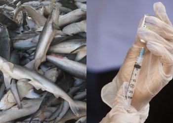 Salah satu Vaksin Covid-19 berisiko membunuh ratusan ribu Hiu di alam bebas