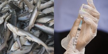 Salah satu Vaksin Covid-19 berisiko membunuh ratusan ribu Hiu di alam bebas