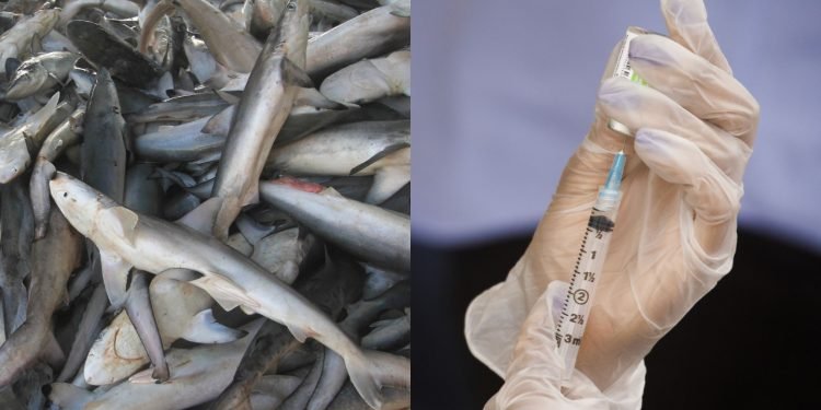 Salah satu Vaksin Covid-19 berisiko membunuh ratusan ribu Hiu di alam bebas