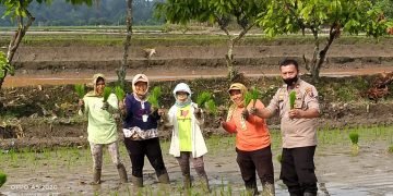 Kanir Binmas Polsek Siantar Marihat Bersama Bhabinkamtibmas Bantu Petani Tanam  Padi