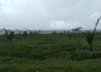 Ribuan Tanaman Ulang (TBM) Kelapa Sawit Milik PTPN IV Unit Balimbingan Tak Terawat Dengan Baik