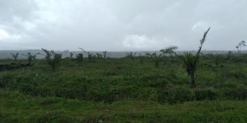 Ribuan Tanaman Ulang (TBM) Kelapa Sawit Milik PTPN IV Unit Balimbingan Tak Terawat Dengan Baik