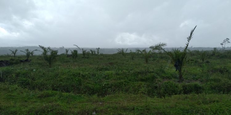 Ribuan Tanaman Ulang (TBM) Kelapa Sawit Milik PTPN IV Unit Balimbingan Tak Terawat Dengan Baik