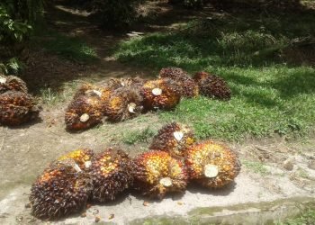 Libur Hari Paskah, PTPN IV Tetap Paksa Karyawan Bekerja