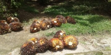 Libur Hari Paskah, PTPN IV Tetap Paksa Karyawan Bekerja