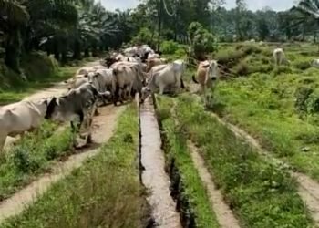 PKS PTPN IV Bah Jambi Berkomitmen Menjaga dan Melestarikan Lingkungan Sekitar