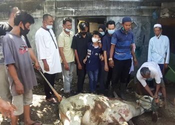 Jamaah Masjid Nurul Iman Sembelih 10 Ekor Sapi dan 2 Ekor Kambing 
