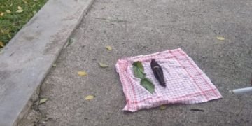 Boneka Jenglot, “Makhluk Pemakan Darah Untuk Pesugihan” Ditemukan di Kantor Bupati Simalungun