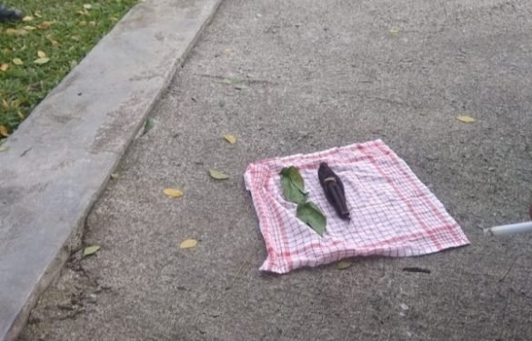 Boneka Jenglot, “Makhluk Pemakan Darah Untuk Pesugihan” Ditemukan di Kantor Bupati Simalungun