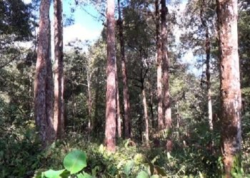 Miriss!! Hutan Samosir Hampir Tiada, Dikhawatirkan Samosir Terancam Bencana
