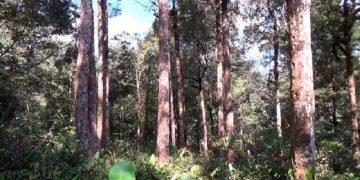 Miriss!! Hutan Samosir Hampir Tiada, Dikhawatirkan Samosir Terancam Bencana