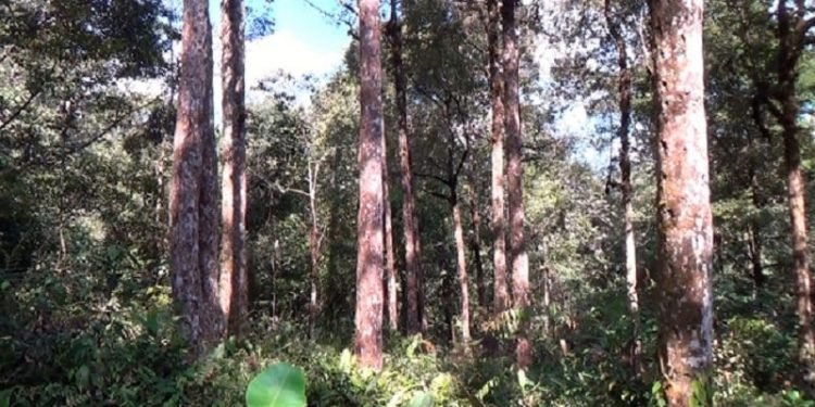 Miriss!! Hutan Samosir Hampir Tiada, Dikhawatirkan Samosir Terancam Bencana