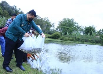 Bupati Samosir Tabur 35.000 Ekor Benih Ikan Nila