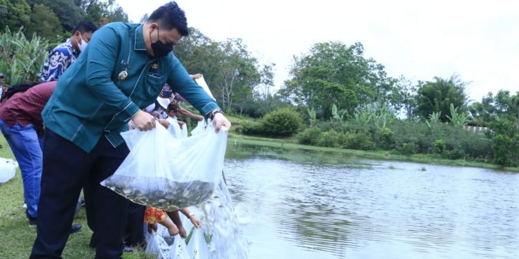 Bupati Samosir Tabur 35.000 Ekor Benih Ikan Nila