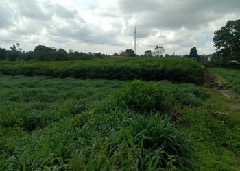 Diduga Manager dan Askep Kebun Bah Butong Ikut Berbisnis di Lahan HGU Milik PTPN 4