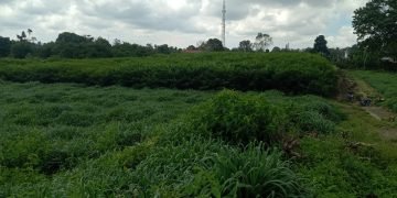 Diduga Manager dan Askep Kebun Bah Butong Ikut Berbisnis di Lahan HGU Milik PTPN 4