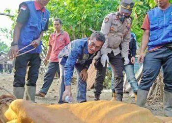 Jelang Penyembelihan Qurban Idul Adha, Dinas Perikanan dan Peternakan Gencar Sterilisasi Hewan Ternak