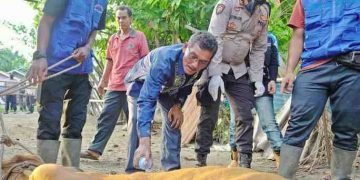 Jelang Penyembelihan Qurban Idul Adha, Dinas Perikanan dan Peternakan Gencar Sterilisasi Hewan Ternak