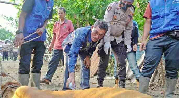 Jelang Penyembelihan Qurban Idul Adha, Dinas Perikanan dan Peternakan Gencar Sterilisasi Hewan Ternak