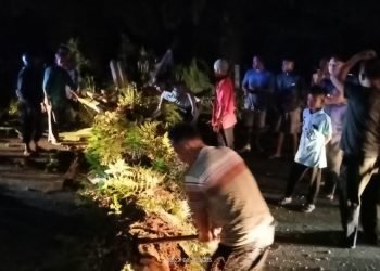 Pohon Sawit Tumbang Ancam Keselamatan Pengguna Jalan