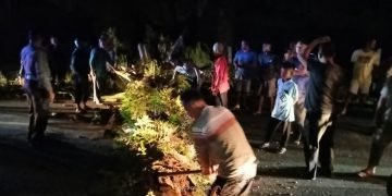 Pohon Sawit Tumbang Ancam Keselamatan Pengguna Jalan