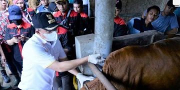 Bupati Batu Bara Himbau Masyarakat agar Melakukan Vaksinasi PMK Terhadap Ternak Sapi dan Kerbau