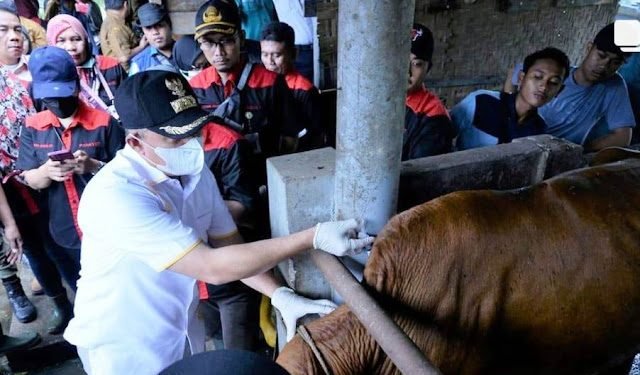 Bupati Batu Bara Himbau Masyarakat agar Melakukan Vaksinasi PMK Terhadap Ternak Sapi dan Kerbau