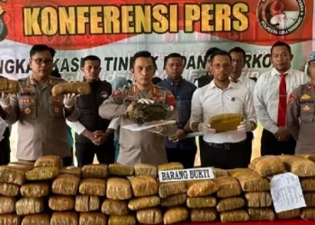 Peredaraan Ganja 173 kg Jaringan Aceh Di Ungkap Polresta Deliserdang