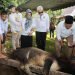 Pemko Pematang Siantar Sembelih 9 Hewan Kurban, dr. Susanti Dewayani Serahkan 1 Ekor