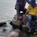 Potongan Tubuh Manusia Mengapung Di Danau Toba, Polsek Purba Evakuasi Jasad