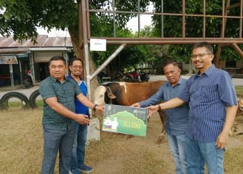 Pemkab Batu Bara Serahkan 30 Ekor Hewan Qurban ke Masyarakat