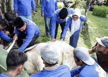 Pemko Pematangsiantar Sembelih 7 Ekor Hewan Kurban, Dibagikan Kepada Honorer dan THL
