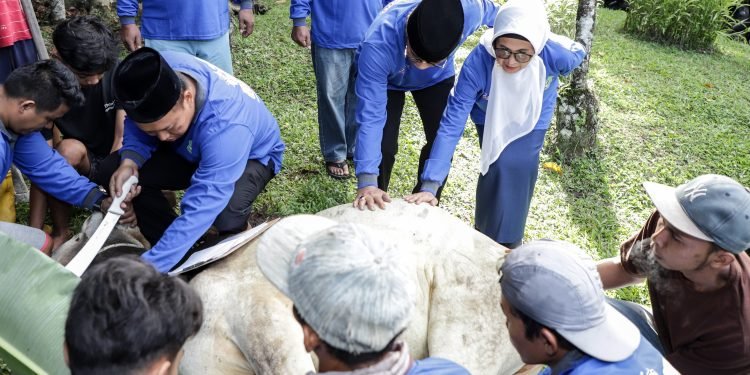 Pemko Pematangsiantar Sembelih 7 Ekor Hewan Kurban, Dibagikan Kepada Honorer dan THL