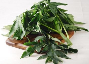 Terkenal karena Rasanya yang Pahit, Efek Makan Daun ini Tidak Main-Main