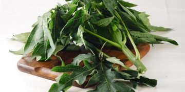 Terkenal karena Rasanya yang Pahit, Efek Makan Daun ini Tidak Main-Main