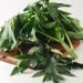 Terkenal karena Rasanya yang Pahit, Efek Makan Daun ini Tidak Main-Main