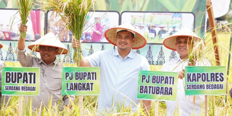Pj. Bupati Langkat Faisal Hasrimy Hadiri Panen Raya di Sergai: Kolaborasi Wujudkan Ketahanan Pangan Sumut