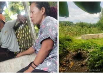 Lembu Bantuan Hanpang Nagori Bangun Ditarik Tanpa Pemberitahuan dari Kandang, Warga Kecewa