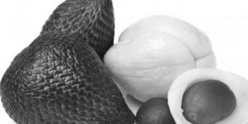 UGM Uji Salak Pondoh dan Jeruk Pamelo Jadi Obat Kanker Serviks