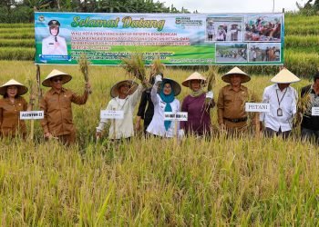 WaliKota dr Susanti Panen Padi Perdana Bersama Petani dan Menyerahkan Bantuan Pupuk, Polybag, serta Bibit Sayuran Kepada Keluarga Beresiko Stunting
